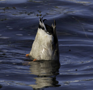 Duck sticking its butt into the air while looking for food photo