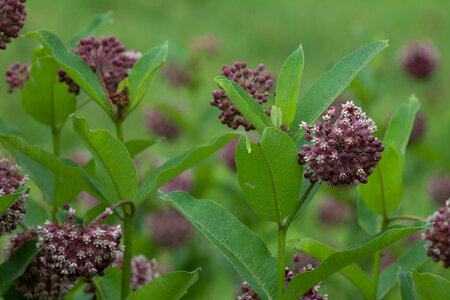 Common Milkweed-1 photo