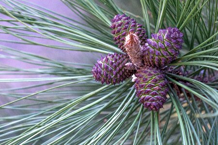 Beautiful Photo branch conifer