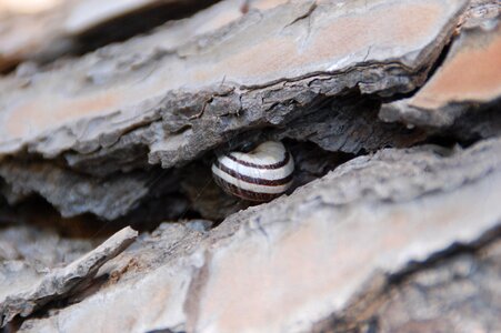 Snail nature bark