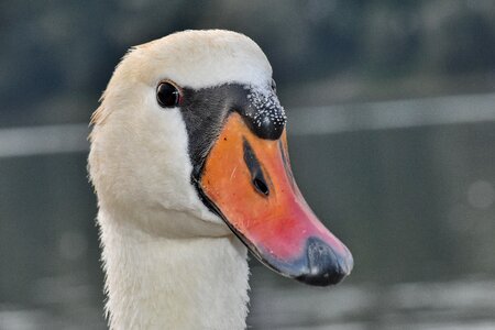 Beak beautiful photo close-up