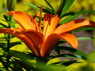 Orange Tiger Lily photo