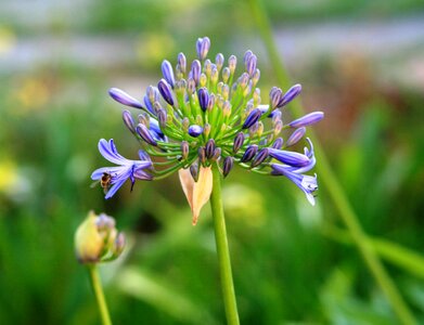 Florets blue stem photo