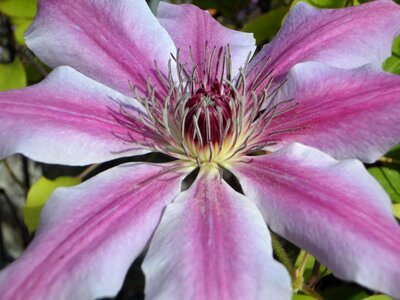Bloom flower close up photo