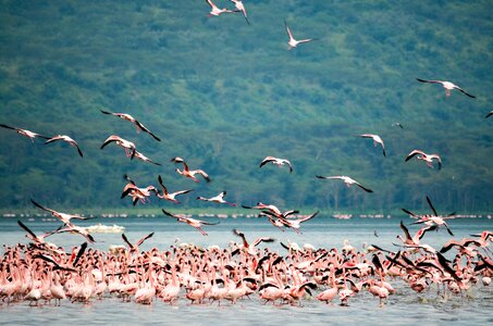 Pink flamingo lake nakuru birds photo