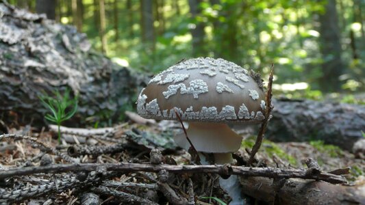 Mushroom macro season photo