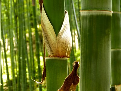 Bamboo green plant photo