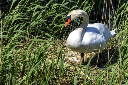 Animal animals aquatic bird