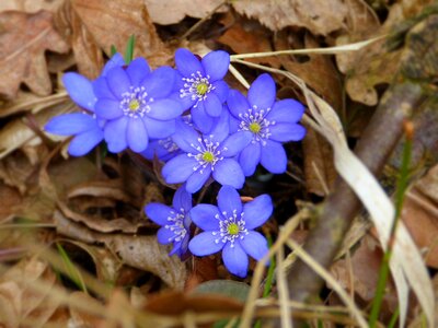 Hepatica nobilis ranunculaceae flower photo