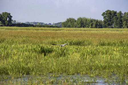 Bird in flight over the Marsh