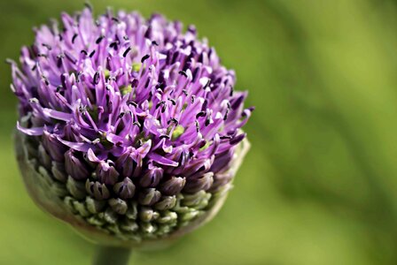 Beautiful Flowers blooming blossom photo