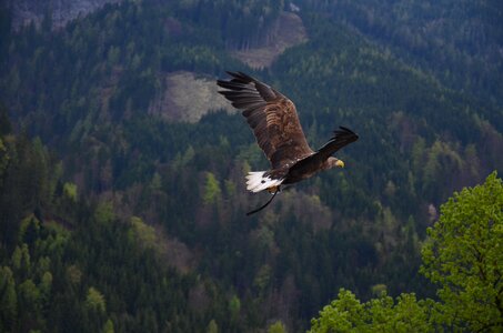 Bird of prey raptor heraldic animal photo