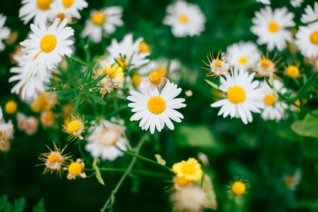 Beautiful beautiful flowers biology