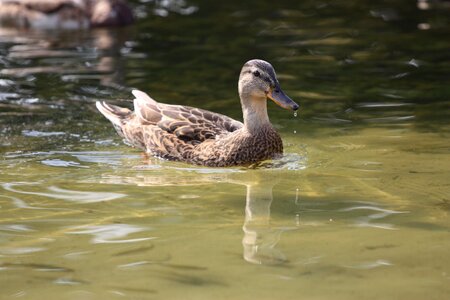 Duck bird hybrid photo