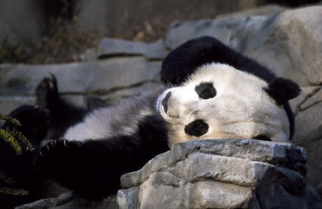 Cute wildlife china