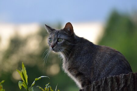Mieze scheu grey