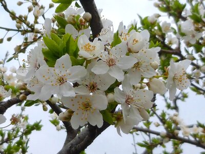 Blossom branch cherry photo