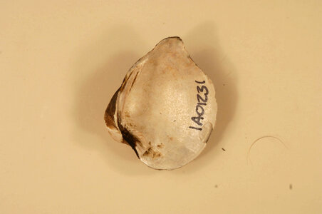 Truncilla truncata (inside)-2