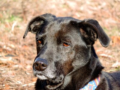 Hunting Dog shepherd dog retriever photo