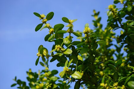 Book tree blossoms book ordinary boxwood photo