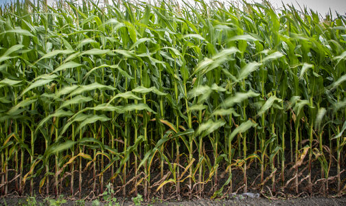 Corn fields Lummi Nation reservation photo