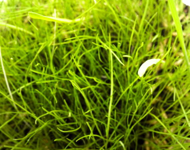 grass photo