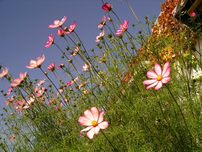 Bloom blossom colorful photo