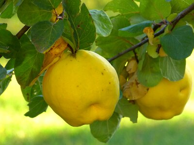 Leaf tree pome fruit photo