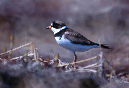 Semipalmated Plover-1 photo