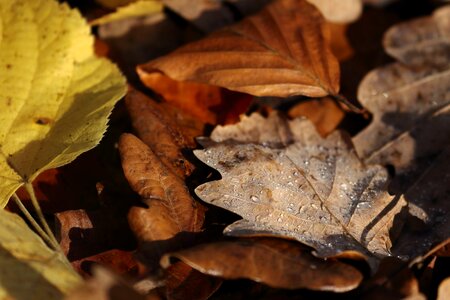 Leaves forest floor moist photo