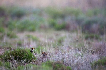 Lesser Prairie-Chicken-16