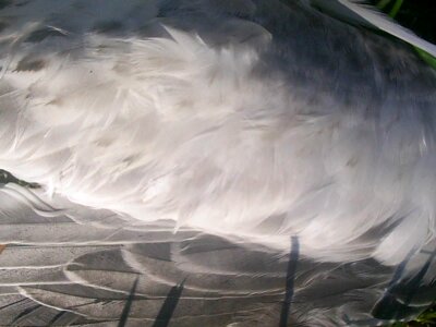 Close close-up feather