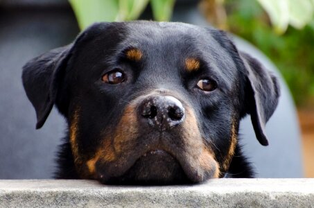 Rottweiler close-up monitoring