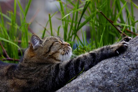 Adorable animal animals