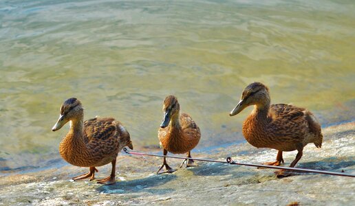 Nature wildlife wild
