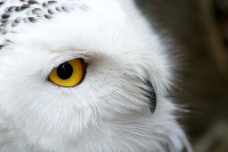 Bird eye feather