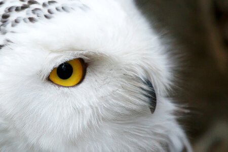 Bird eye feather photo