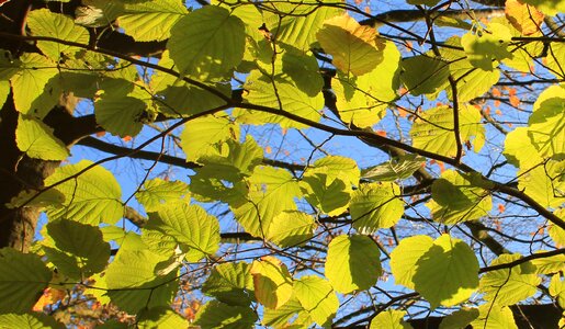 Fall color fall foliage nature