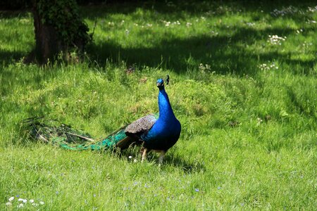 Bird peacock lawn