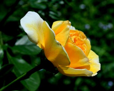 Open light yellow petals photo