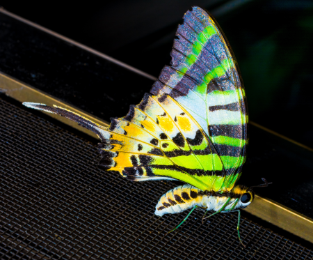 Butterfly insect close up