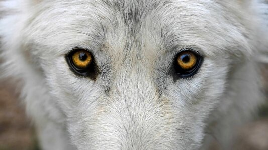 Albino animal canine photo