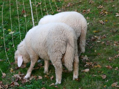 Flock wool truly