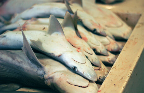 12 Fishmarket