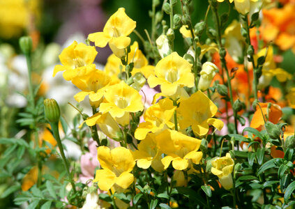 meadow yellow flower on garden photo