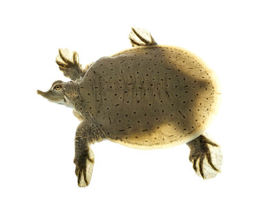 Smooth softshell turtle-2 photo