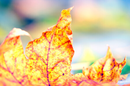 Autumn leaf
