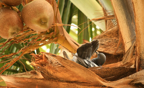 Pigeon Coconut Tree