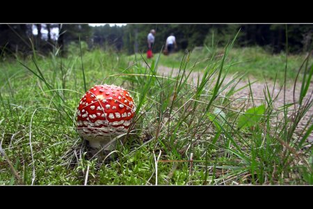 Fly amanita fly wild
