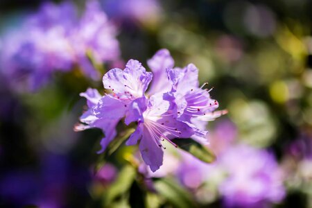 Beautiful beautiful flowers bloom